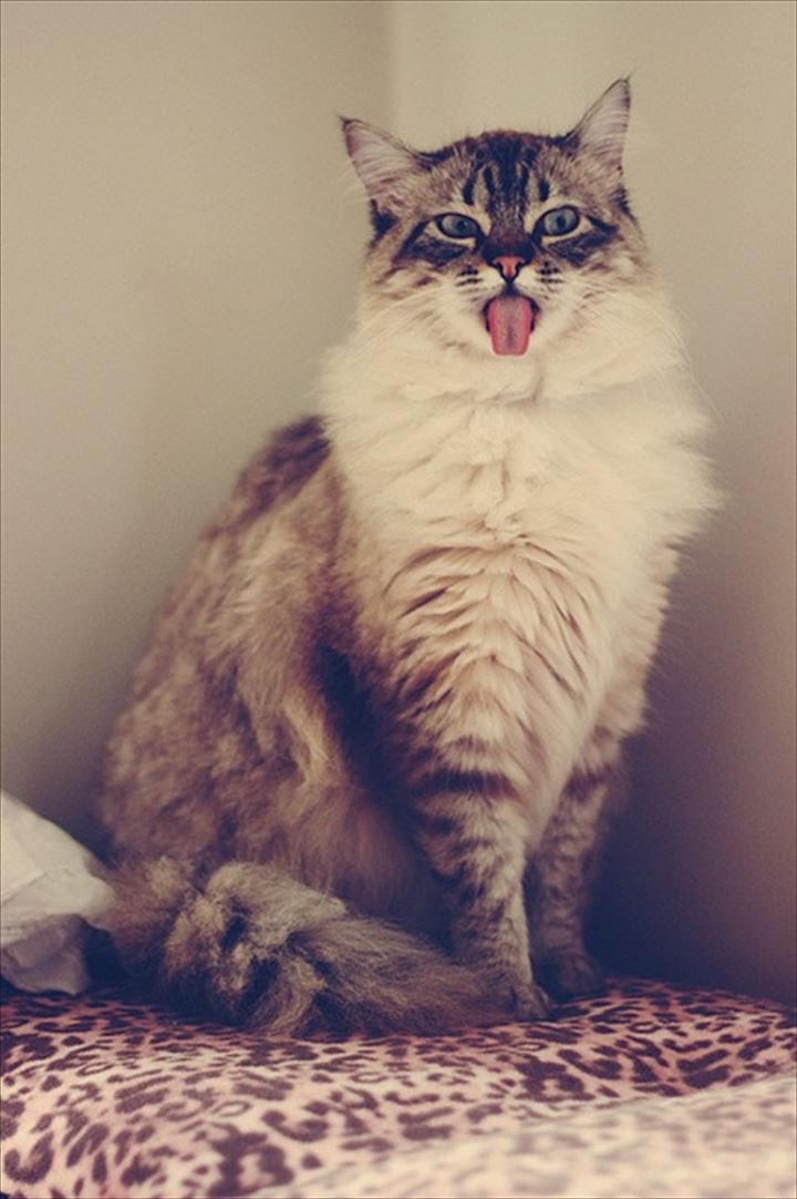 可愛い舌　猫33